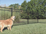 aluminum fence panels for dogs : animals